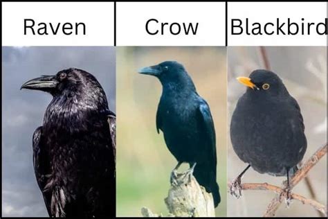 crows vs ravens vs blackbirds